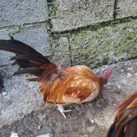 خروس مینیاطوری