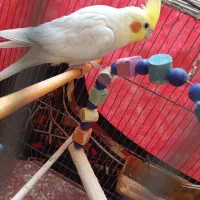 عروس هلندی سخنگو