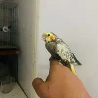 عروس هلندی سرلاکی  ۵۷ روزه به جای تخفیف سرلاک میدم
