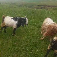 بز پاکستانی   نر