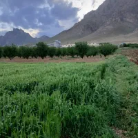 باغ بادام پوست کاغذی دولت آباد صحنه آبیاری قطره ای|فروش دفتر صنعتی، کشاورزی، تجاری|صحنه, |دیوار