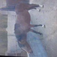 اسب نریان کورد سه ساله