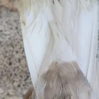 کبوتر ارده ای دمسفید|پرنده|مرودشت, شهرک مهدیه|دیوار