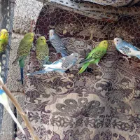 مرغ عشق سرحال