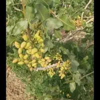ترکه پسته