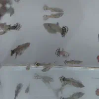 ماهی گوپی حراج شد قیمتی که میخواهید بخرید|ماهی|نیشابور, گنبد سبز|دیوار