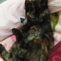 واگذاری فوری بچه گربه