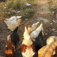 چند عدد مرغ وخروس|حیوانات مزرعه|لاهیجان, بازکیاگوراب|دیوار