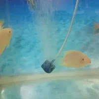 14عدد ماهی گوشتخوار|ماهی|یزد, |دیوار