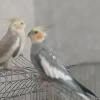 گمشده