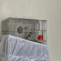 سهره جوجه سال