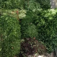 سبزیجات تازه  به روز