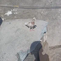 سرور سرخ لکه دار|پرنده|چناران, |دیوار