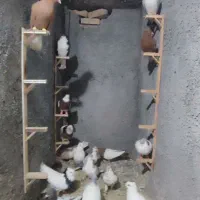 19 کفتر بوم فروشی