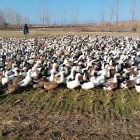 تخم اردک پکنی ومحلی|حیوانات مزرعه|آمل, |دیوار