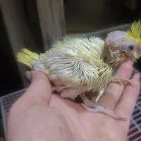 معاوضه