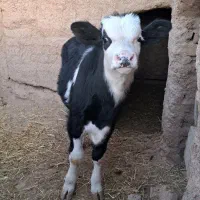 گوساله|حیوانات مزرعه|سده (خراسان جنوبی), |دیوار