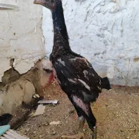 جوجه خروس لاری اوشامو قلم سبز