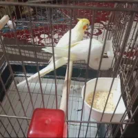 عروس هلندی لوتینو مولد