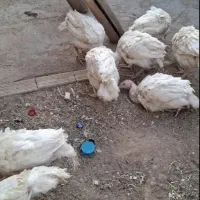 مرغو خروس وبوقلمون بیوتی 6 فوق سنگین