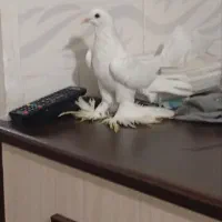 پا پر|پرنده|خسروشاه, |دیوار