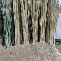 نهال صنوبر حمیدی|خدمات باغبانی و درختکاری|اردبیل, |دیوار