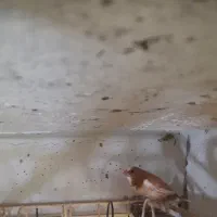 فنج بنگالی، مرغ عشق پروانه ی فنچ نرگسی سفید|پرنده|بندرعباس, |دیوار