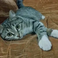 گمشده|گربه|گرگان, |دیوار