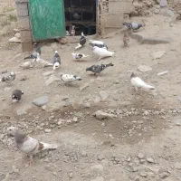 بیست کبوتربه شرط