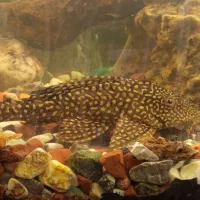 ماهی لجنخوار کف خوار  کت فیش اسپرت