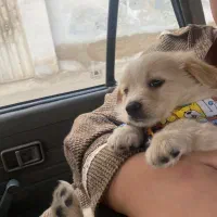 اشپیتز پامر فقط ۲۹۰۰