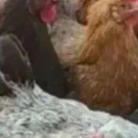 مرغ روستایی تخمگذار