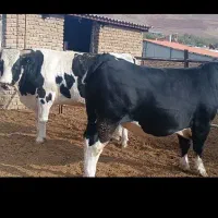 گوساله گاو نر سیمنتال هلشتاین