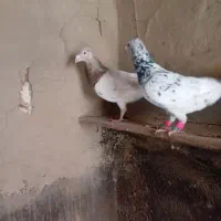 هفرنک.  نر و ماده