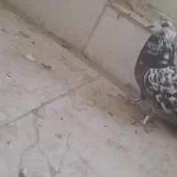 کفتر کبوتر|پرنده|خمینی‌شهر, |دیوار