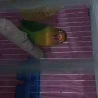 جفت کوتوله و عروس هلندی|پرنده|مشهد, کارمندان دوم|دیوار