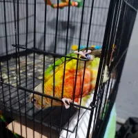 دو جوجه گرینچیک و عروس هلندی نر|پرنده|قرچک, زیبا شهر|دیوار