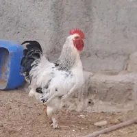 ۲عدد خروس جوان|حیوانات مزرعه|کاشان, دشت لتحر|دیوار