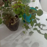 قلمه پتوس|گل و گیاه طبیعی|کرمان, |دیوار