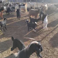 بز کهره دار|حیوانات مزرعه|دشمن زیاری, |دیوار