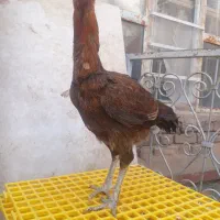 مرغ لاری نسل دار