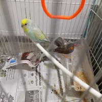 مرغ عشق ماده با فنچ به فروش می رسد