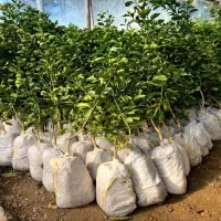 انواع مرکبات