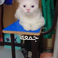 گربه زیبا ومهربان