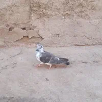 کبوتر|پرنده|زاهدان, |دیوار