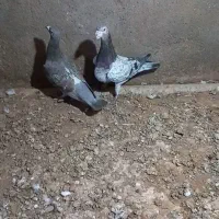 کبوتر هفرنگ