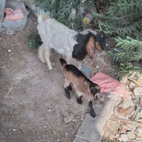 بز با کهر نر