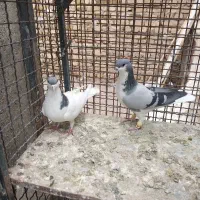 کبوتر رنگی و هفترنگ|پرنده|تاکستان, |دیوار