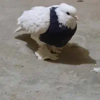 کفر طوقی ماده|پرنده|تهران, شهید فکوری|دیوار