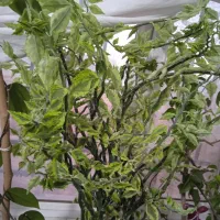 گل های آپارتمانی|گل و گیاه طبیعی|بهار, |دیوار